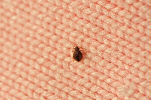 bed bug Furniture removal on wool knitwear